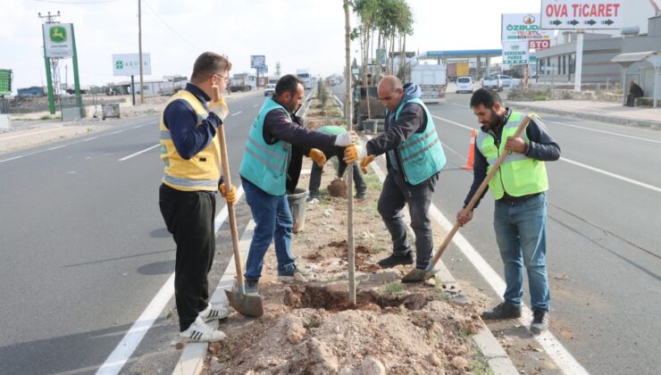 Büyükşehir Daha Yeşil Bir Şanlıurfa İçin Ağaçlandırma Çalışmalarını Sürdürüyor