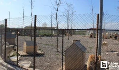 Hayvanları korunma yönetmeliği Resmi Gazete’de yayımlandı