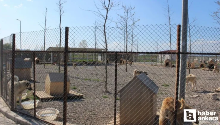 Hayvanları korunma yönetmeliği Resmi Gazete’de yayımlandı