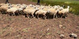 Siverek’te ahırın kapısını kırarak hırsız 131 küçükbaş hayvanı çaldı!