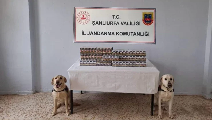 Jandarma’dan sigara kaçakçılarına darbe